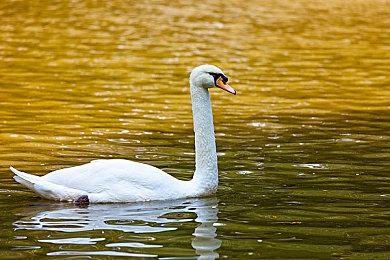 《蛮狩部落》Steam抢先体验 合作近战挑战怪物